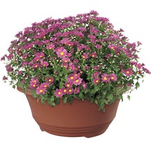 Chrysanthemenbusch in einem Pflanzgefäß