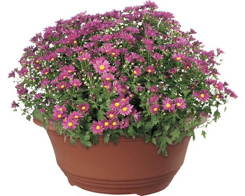 Chrysanthemenbusch in einem Pflanzgefäß