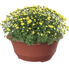 Gelbe Chrysanthemen im Pflanzgefäß