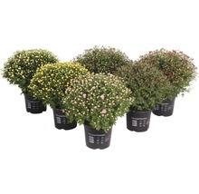 Verschiedenfarbige Chrysanthemen im Topf