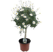 Margeritenbusch im Topf