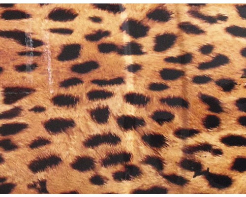 Wassertransferdruck Folie Gepard braun CD-87 50x100 cm