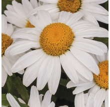 Nahaufnahme von Margeritenblüten mit weißen Blütenblättern und gelben Blütenkörbchen