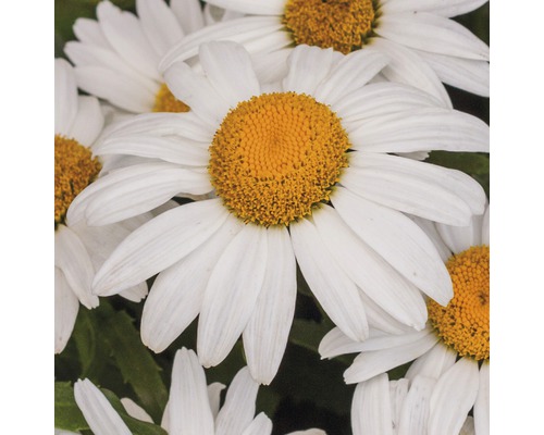 Magerite FloraSelf Leucanthemum maximum Co 5L sortiert Nahaufnahme von Margeritenblüten mit weißen Blütenblättern und gelben Blütenkörbchen