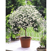 Margeritenstämmchen mit weißen Blüten im Topf auf einer Terrasse