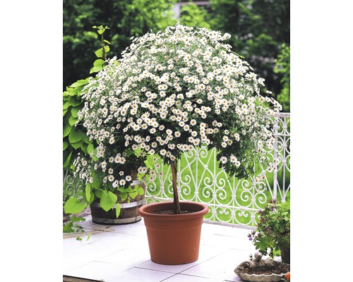 Margeritenstämmchen mit weißen Blüten im Topf auf einer Terrasse