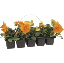 Orangefarbene Stiefmütterchen im Topf