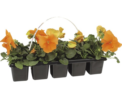 Orangefarbene Stiefmütterchen im Topf