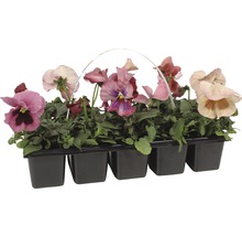 Stiefmütterchen in einer schwarzen Kunststoffschale mit Tragegriff