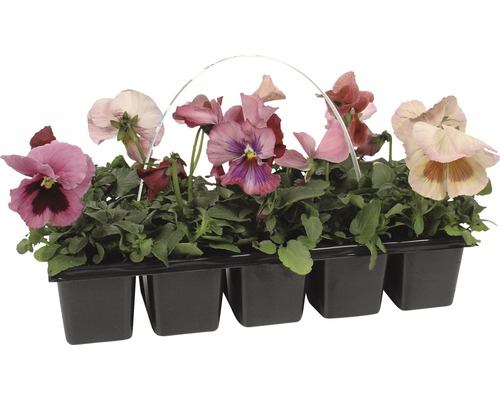 Stiefmütterchen in einer schwarzen Kunststoffschale mit Tragegriff