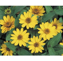 Gelbe Zinnie Blumen mit grünen Blättern.