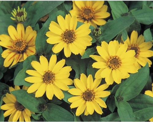 Gelbe Zinnie Blumen mit grünen Blättern.