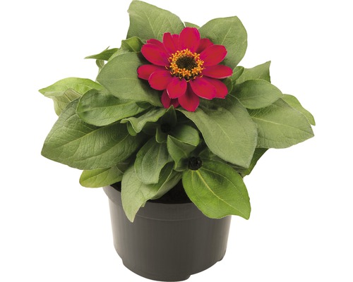 Zinnie im Topf mit roten Blüten und grünen Blättern
