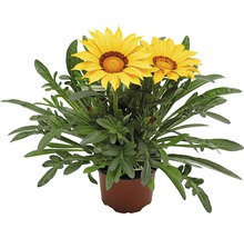 Gazanie im Topf mit gelben Blüten.