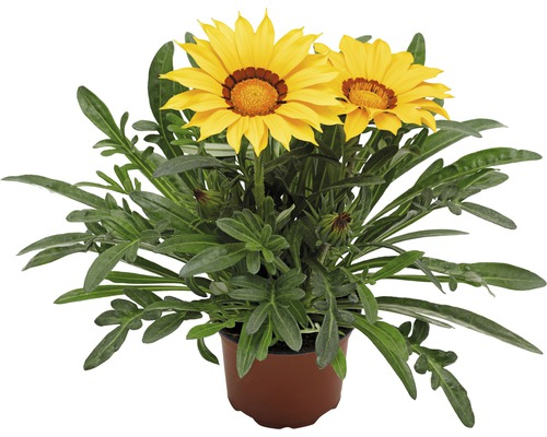 Gazanie im Topf mit gelben Blüten.