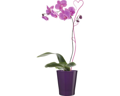 Orchidee in einem Topf mit herzförmiger Dekoration.