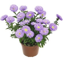 Topf mit lila Asterblüten