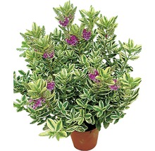 Blühender Strauch mit grünen, panaschierten Blättern und lila Blüten im Topf