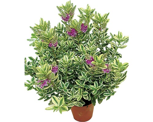 Blühender Strauch mit grünen, panaschierten Blättern und lila Blüten im Topf