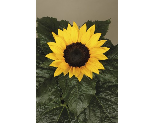 Sonnenblume mit gelben Blütenblättern und grünen Blättern