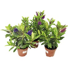 Drei Veronica-Pflanzen in Töpfen mit Blättern und Blüten.