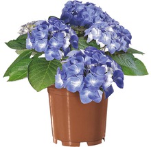 Blaue Hortensie im Topf
