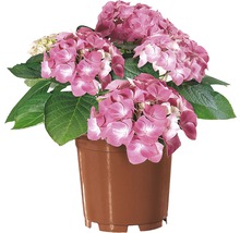 Rosa Hortensie im Topf