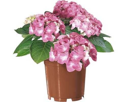 Rosa Hortensie im Topf