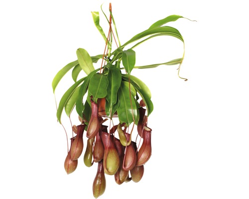 Kannenpflanze-Ampel FloraSelf Nepenthes hybride H 20-30 cm Ø 14 cm Topf