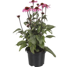 Sonnenhut im Topf mit pinkfarbenen Blüten