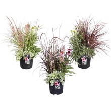 Drei Topfpflanzen mit Ziergräsern und verschiedenen Blütenpflanzen in einem schwarzen Topf