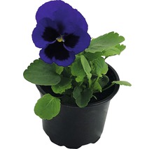 Blauer Stiefmütterchen in einem Topf