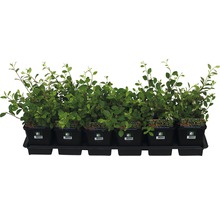 Sechs Kriechmispeln in Töpfen auf einem Tablett