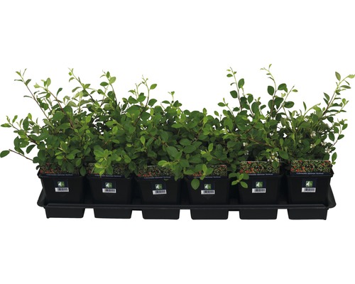 Sechs Kriechmispeln in Töpfen auf einem Tablett