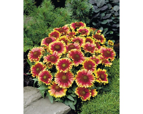 Gaillardia Pflanze im Gartenbeet