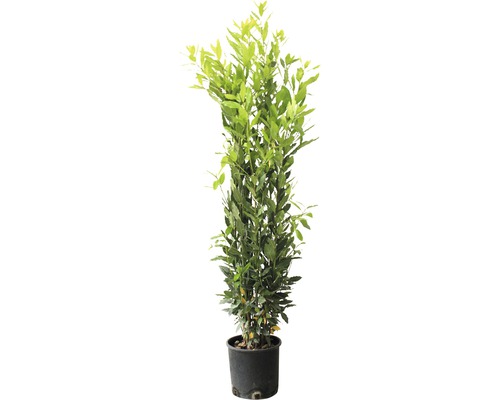 Echter Lorbeer, Gewürzlorbeer FloraSelf Laurus nobilis H 80-100 cm Co 5 L