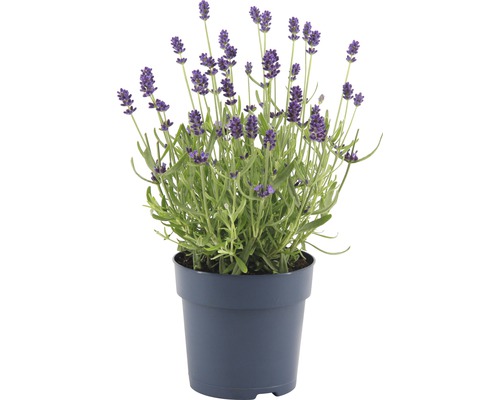 Lavendel FloraSelf Lavandula angustifolia ‘Felice‘ H 15-20 cm Ø 12 cm Topf