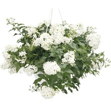 Hängepflanze mit weißen Blüten und grünen Blättern