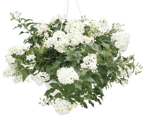 Hängepflanze mit weißen Blüten und grünen Blättern