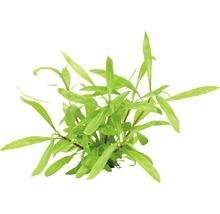 Hygrophila costata