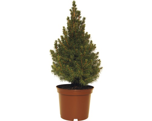 Zuckerhutfichte FloraSelf Picea glauca 'Conica' H 30 - 40 cm Co 3 L Mini Weihnachtsbaum zur Pflanzung geeignet