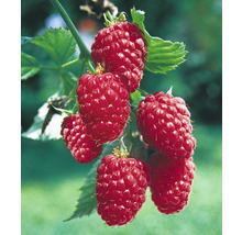 Himbeeren am Strauch mit Blättern