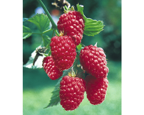 Himbeeren am Strauch mit Blättern