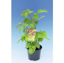 Himbeerpflanze im Topf