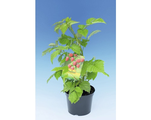 Himbeerpflanze im Topf