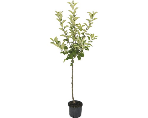 Apfelbaum im Topf
