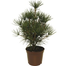 Japanische Schirmtanne in einem Topf