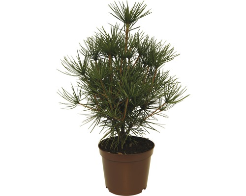 japanische Schirmtanne, 30 - 40 cm Japanische Schirmtanne in einem Topf
