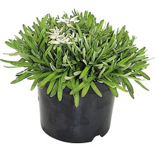 Edelweiß Pflanze in einem Topf