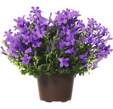 Glockenblume in einem Topf